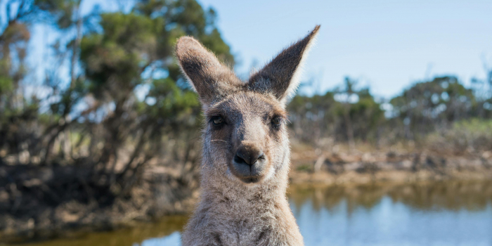 Étudier en Australie : les nouveautés à savoir !